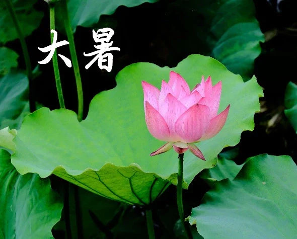 大暑節氣
