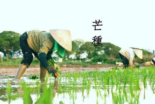 芒種