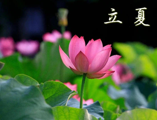 立夏