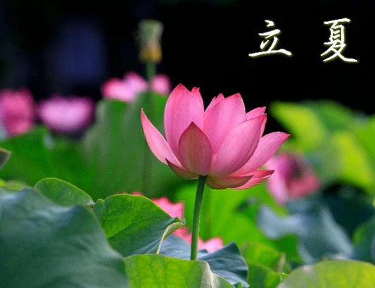 立夏